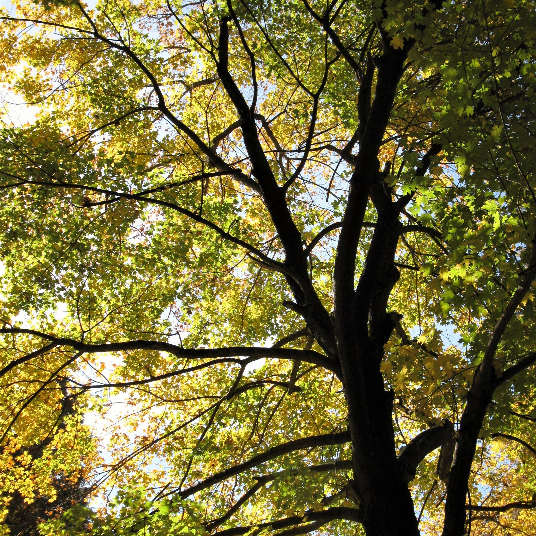 Tree Selection, Climate Change, and Helene: Growing a legacy - logo